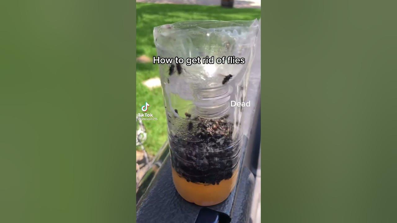 how to get rid of flies a TikTok video for people that hate flies