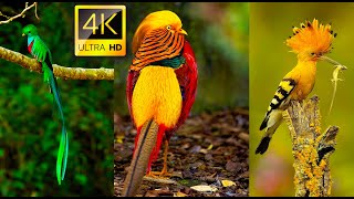 Collection of Cute Birds in 4K UHD Video with 🎵 Ambient Music for Relaxation by 8K Naturer 2,336 views 2 years ago 19 minutes