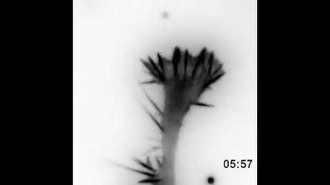 F-actin Dynamics in a Neuronal Growth Cone