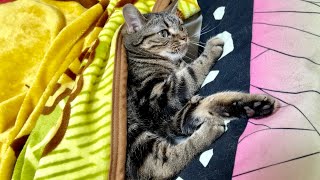 不機嫌な猫を放置し続けたら態度が急変して激しく甘えてきましたw