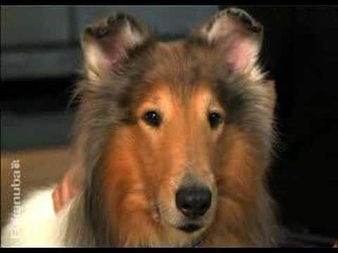 Video: Levensfasen En Voedingsbehoeften Van De Hond