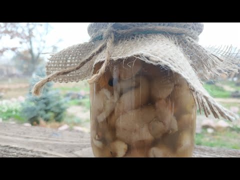 ГРИБЫ МАСЛЯТА. Маринованные грибы