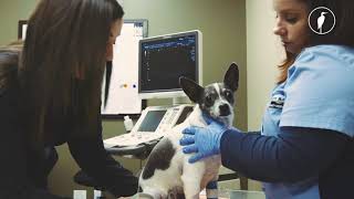 Learn about BBVSH's veterinary diagnostic imaging lab