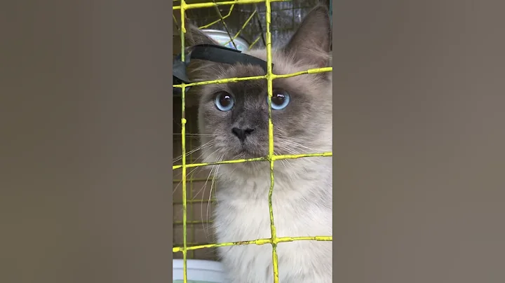 Video 10602721: siamese cat enjoying, siamese cats funny cute