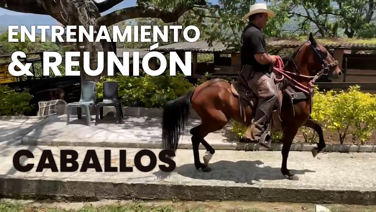 Reunión en el caballo técnicas de entrenamiento