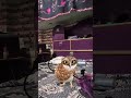 Funny owl dance #funny #owl #dance #comedy #fypシ #fypシ゚viral #fypシ゚ #fyp #birds #nature #cute #love
