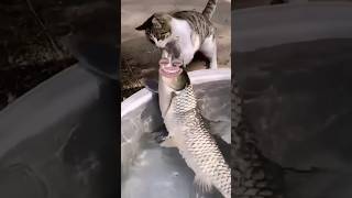 اضحك من قلبك #animals #gaming #gameplay #funny #fun #ضحك #الله