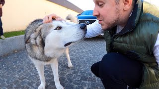 видео: МАЛАМУТ СПАСЕН / нашли хозяина собаки картинка: МАЛАМУТ СПАСЕН / нашли хозяина собаки