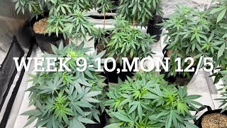 #420GTGT Afgoo OD - week 9-10