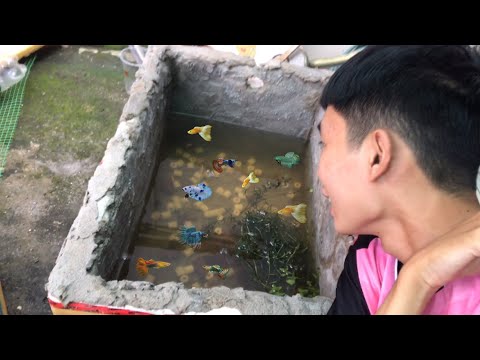 Video Chế Tạo Thùng Xốp Tráng Xi Măng Nuôi Cá Betta, Guppy - youtube