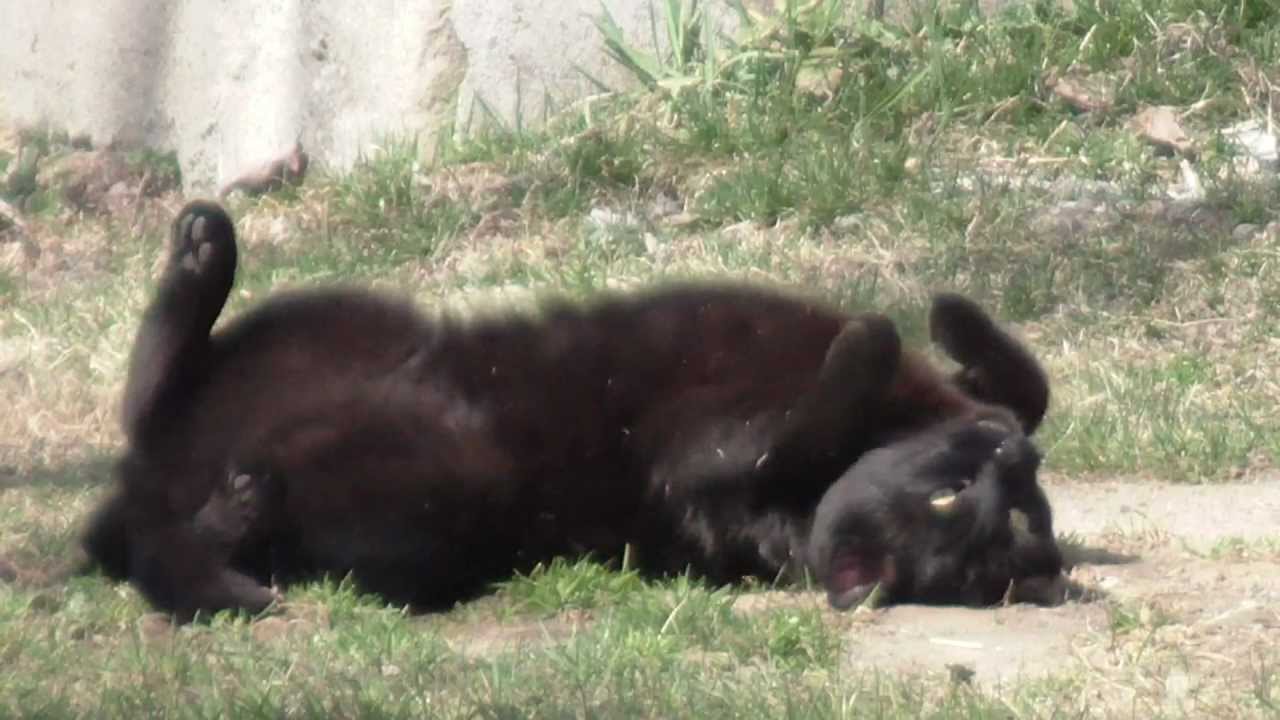 Why do cats roll around in the dirt?