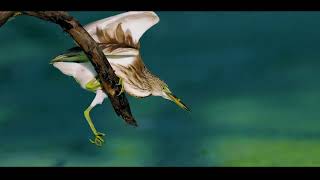 Top Most 5 Beautiful Herons In The World..?