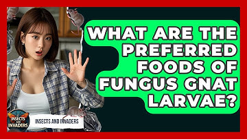 What Are The Preferred Foods Of Fungus Gnat Larvae? - Insects and Invaders