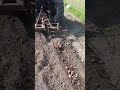 Копання картоплі т 25 Вібролапа