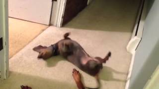 Happy Dachshund by parishoa 540 views 11 years ago 29 seconds