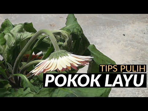 Tip selamatkan pokok layu
