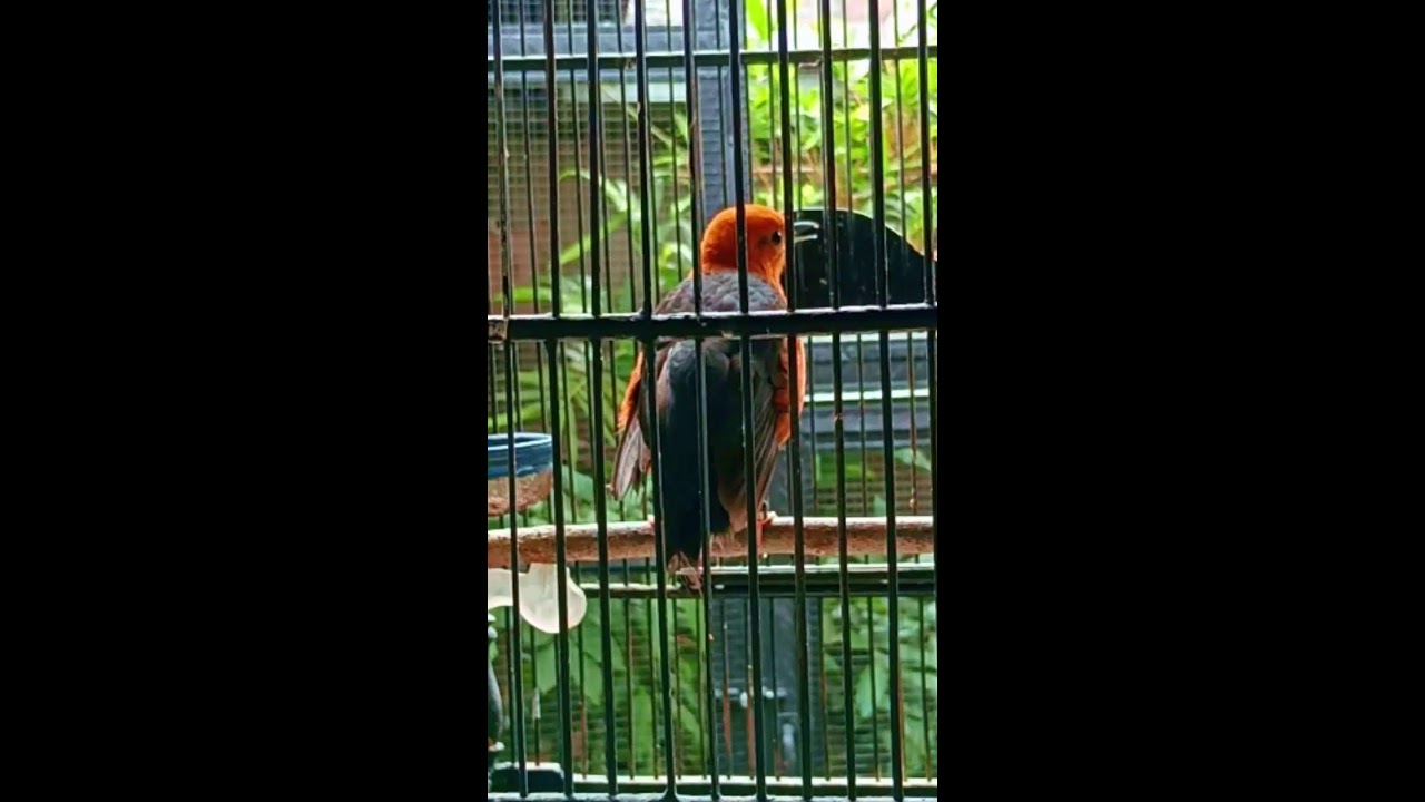 MASTERAN ANIS MERAH - GACOR DORRR