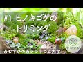 #1 ヒノキゴケのトリミング【苔テラリウム】