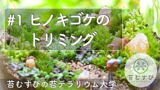 #1 ヒノキゴケのトリミング【苔テラリウム】