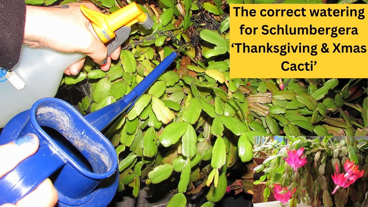 The correct Watering for Schlumbergera - Thanksgiving & Christmas Cacti  #cactus #cacti #cactusplant