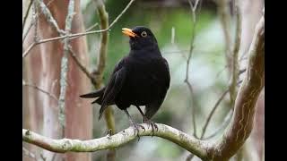Common Blackbird making excited contact calls