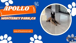 Akita / Malinois Mix Off Leash Dog Training | Apollo | Monterey Park, California | OffLeash SoCal