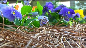 High pollen counts may mean longer allergy season