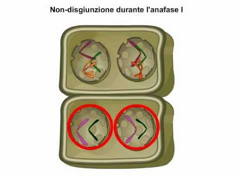 Video: Durante la meiosi può verificarsi una non disgiunzione?