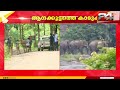 അതിരപ്പിള്ളിയിൽ പുഴയിൽ തമ്പടിച്ച ആനക്കൂട്ടത്തെ കാടുകയറ്റി വനം വകുപ്പ് | Thrissur | Elephant