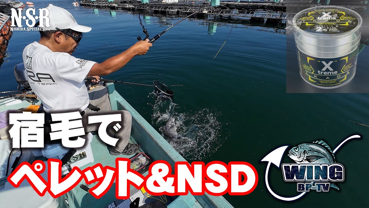 大チヌのメッカ宿毛で爆釣