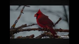 Pretty Cardinal Close Up In Decorah, Iowa 1.23.2024 (explore.org)
