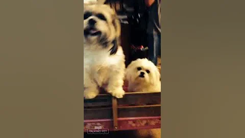 My Talking Dog