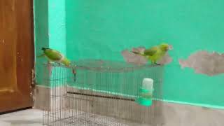 funny talking parrot videos compilation ll funny talking parrot ll lndian tiya Kotha boleay ll