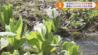 40万株のミズバショウが見ごろ　岐阜・飛騨市の池ケ原湿原