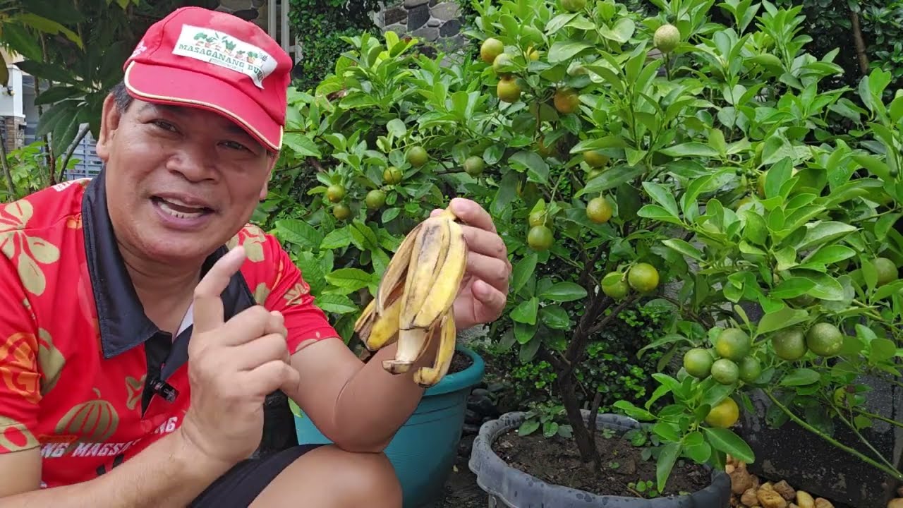 SIKRETO PARA MAGING TULOY-TULOY AT HITIK SA BUNGA ANG KALAMANSI #gardening #farmer #garden #farm