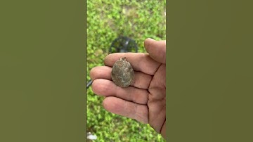 Metal Detecting historic Texas town! 1907 dog tax token🪙