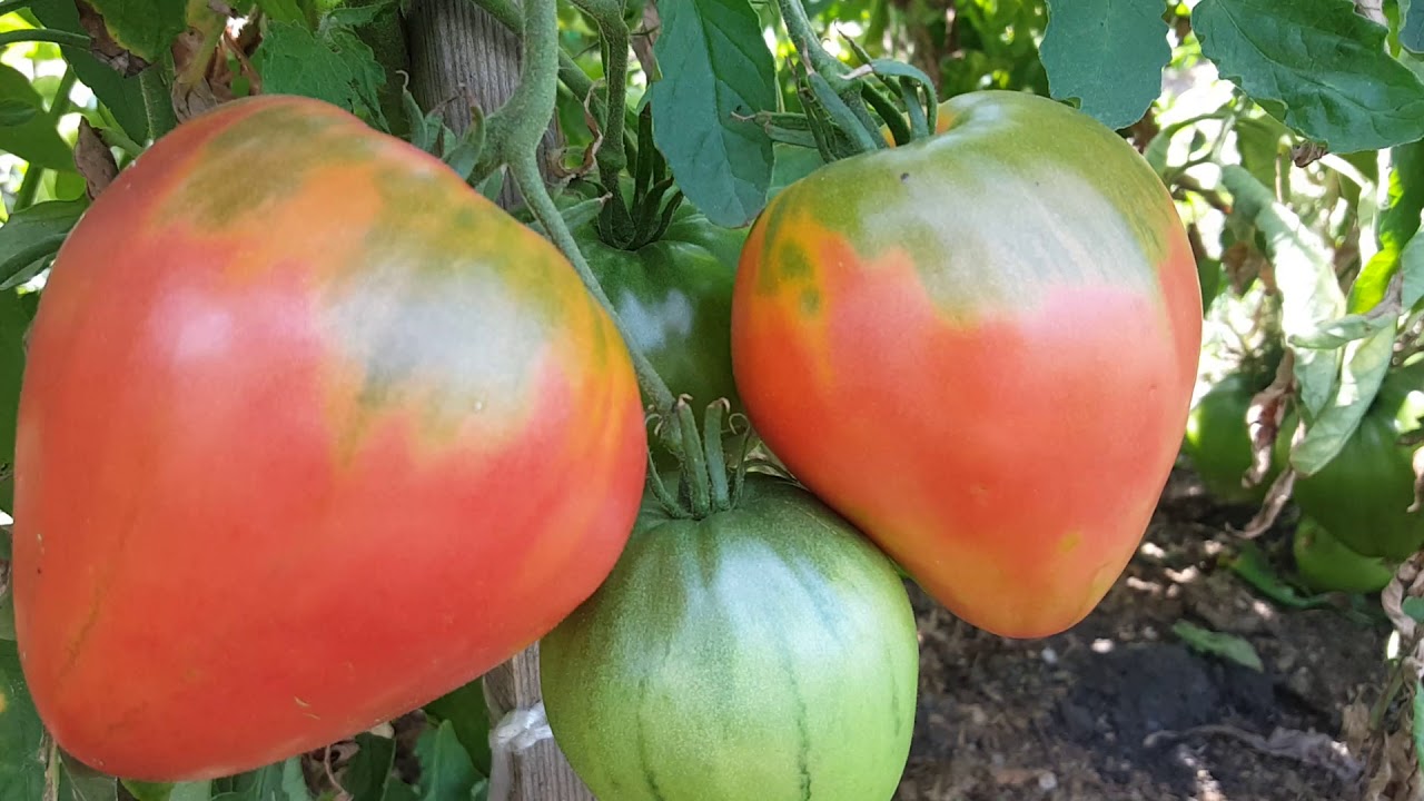 Томаты. что делать в жару (видео с киноляпами🤣) - YouTube