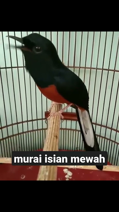 murai batu isian cililin dan lovebird #muraibatu #kicaumania #murai #muraibatugacor #muraibatumedan