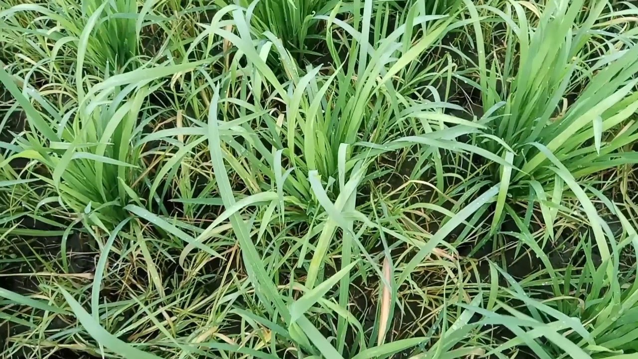 Jenis obat rumput pada tanaman padi YouTube