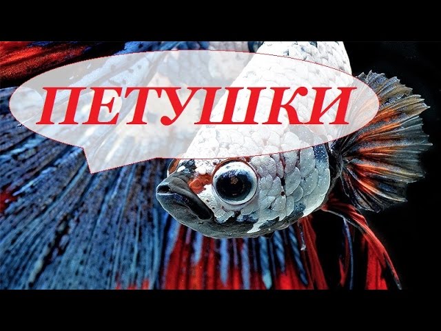 Аквариумная рыбка Петушок. Петушки. Уход, размножение, содержание. Бойцовая рыба, сиамский петушок.