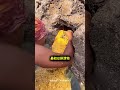 地面を掘って見つけた黄色い物質の正体とは？ 😱💰