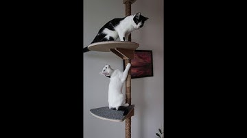 Minni & Miisu leikkivät kukkulan kuningasta Kissapuussa