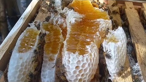 Honey bees Eating banana  🐝 🍌 🥰