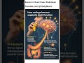 This Fruit Improves Brain Function: The Science Behind Bananas/StudyNeuro