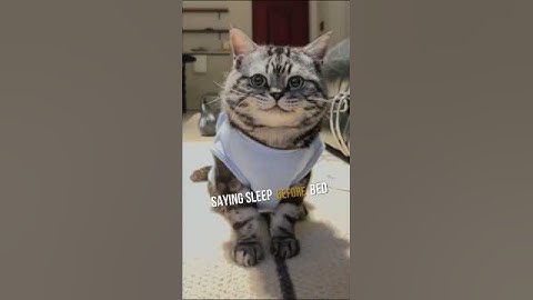 Your Cat Has A Secret Language Just For You! 😻👂