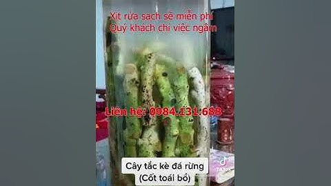 Cây Tắc kè đá rừng - Một loại dược liệu rất tốt cho Xương khớp - LH: 0984.131.688 (zalo)