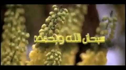 اذكار الصبح ,,احفظ الله يحفظك.flv