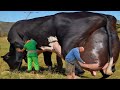 World record highest milking biggest udder girlando cow full documentary  cow  