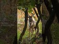 Big Fallow Buck Stare Down.