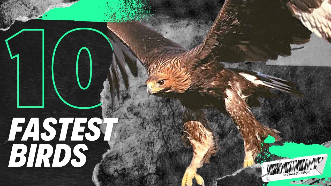 Top 10 High Flying Fastest Birds In The World - YouTube